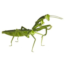  3D papírmodell Fridolin Imádkozó sáska makett