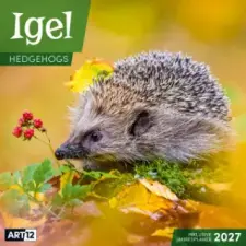 Ackermann Kunstverlag Igel Kalender 2027 - 30x30 - Art12 | Ackermann Kunstverlag GmbH naptár, kalendárium