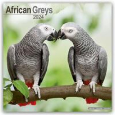  African Greys Calendar 2024  Square Bird Wall Calendar - 16 Month naptár, kalendárium