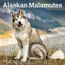 Alaskan Malamutes 2024 Square naptár, kalendárium
