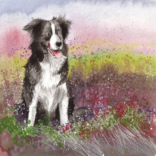 Alex Clark Képeslap Alex Clark borítékkal, 14x14 cm, border collie képeslap