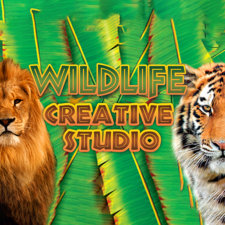 Alternative Software Wildlife Creative Studio (1 eszköz / Lifetime) (Steam) (Elektronikus licenc) videójáték