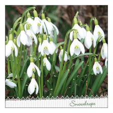 AMB.13316205 Galanthus papírszalvéta 33x33cm, 20db-os papírárú, csomagoló és tárolóeszköz