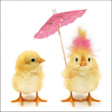 AMB.23317140 Easter Chicks papírszalvéta 33x33cm,20db-os asztalterítő és szalvéta