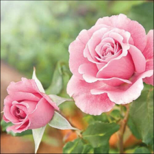 Ambiente Roses in the garden papírszalvéta 33x33cm, 20db-os papírárú, csomagoló és tárolóeszköz
