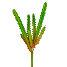  Americai agave 20cm magas dekorációs kellék