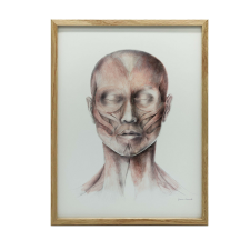 ANATÓMIAI PLAKÁT ARCIZMOK KERETTEL 70x100 CM grafika, keretezett kép