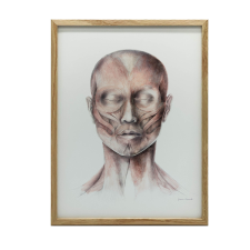 ANATÓMIAI PLAKÁT FALI ARCIZMOKHOZ 30x40 CM grafika, keretezett kép