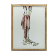 ANATÓMIAI VÁSZFESTÉS A HÉGOK FALIZMAIRA, JOBBRA 30x40 CM grafika, keretezett kép