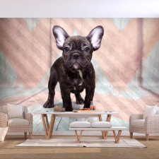 Artgeist Fotótapéta - French Bulldog 400x280 grafika, keretezett kép