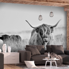 Artgeist Öntapadó fotótapéta - Highland Cattle 98x70 grafika, keretezett kép