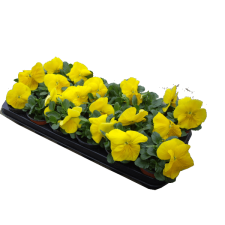  ÁRVÁCSKA NAGYVIRÁGÚ CS:9CM fa és növény