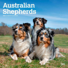 Australian Shepherds 2024 Square naptár, kalendárium