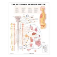  Autonomic Nervous System Anatomical Chart idegen nyelvű könyv
