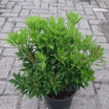 BABÉRHANGA MIX C2 PIERIS iskolai kiegészítő
