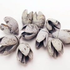 Bakuli termés világoskék 1,5-3cm 10db/csomag dekorációs kellék