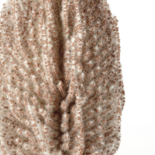  Banksia művirág 423 Világosbarna dekoráció