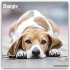  Beagle 2024 - 16-Monatskalender naptár, kalendárium
