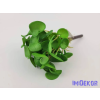  Békalencse gumis bokor 21 cm - Zöld