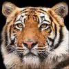  Bengal Tiger papírszalvéta 33x33cm, 20db-os
