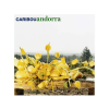 BERTUS HUNGARY KFT. Caribou - Andorra (CD)