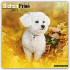  Bichon Frisé - Gelockter Bichon 2024 - 16-Monatskalender naptár, kalendárium