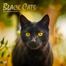  Black Cats 2024 Square Foil naptár, kalendárium