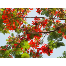  Blueback Mat Flori60 Tapéta, 250 x 200 cm tapéta, díszléc és más dekoráció