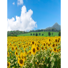  Blueback MAT fotótapéta, Természet, 200 x 255 cm tapéta, díszléc és más dekoráció