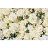  Blueback MAT Fotótapéta, Virágok 173, Fehér rózsák 2, 200 x 255 cm