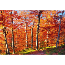  Blueback Mat Késő őszi tapéta, 250 x 200 cm tapéta, díszléc és más dekoráció