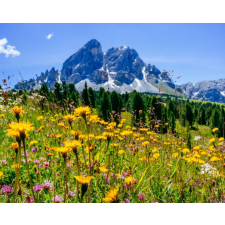  Blueback Mat Natura101 tapéta, 200 x 255 cm tapéta, díszléc és más dekoráció