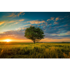  Blueback MAT Natura179 Tapéta, Fa a búzatáblában, 300 x 200 cm tapéta, díszléc és más dekoráció