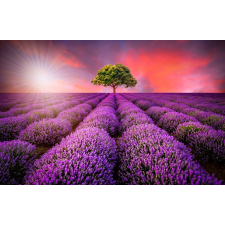  Blueback MAT Nyomtatott tapéta, levendulamező, 250 x 200 cm tapéta, díszléc és más dekoráció