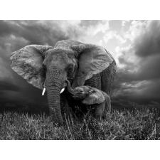  Blueback MAT tapéta, elefánt, 250 x 200 cm, fekete/fehér tapéta, díszléc és más dekoráció