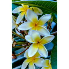  Blueback MAT tapéta, flori 93 modell, 200 x 255 cm tapéta, díszléc és más dekoráció