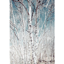  Blueback MAT tapéta, Nyírerdő, 200 x 255 cm tapéta, díszléc és más dekoráció