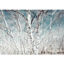  Blueback MAT tapéta, Nyírerdő, 250 x 200 cm tapéta, díszléc és más dekoráció