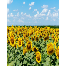  Blueback MAT tapéta, természet 96, 200 x 255 cm tapéta, díszléc és más dekoráció