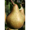  Bosc kobak gyökércsomagolt
