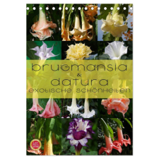  Brugmansia & Datura - Exotische Schönheiten (Tischkalender 2024 DIN A5 hoch), CALVENDO Monatskalender naptár, kalendárium