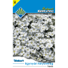 BUDAPESTI KERTIMAG DÍSZKERT EGYNYÁRI FÁTYOLVIRÁG FEHÉR
