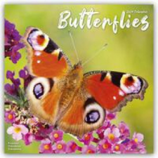  Butterflies Calendar 2024  Square Butterfly Wall Calendar - 16 Month naptár, kalendárium
