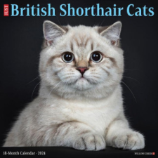  CAL 24 BRITISH SHORTHAIR CATS – WALL naptár, kalendárium