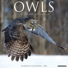  CAL 24 OWLS – WALL naptár, kalendárium