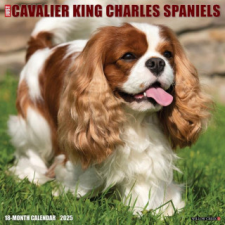 CAL 25 CAVALIER KING CHARLES SPANIELS – WALL naptár, kalendárium