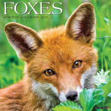  CAL 25 FOXES 2025 WALL – WALL naptár, kalendárium
