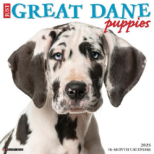 CAL 25 GREAT DANE PUPPIES 2025 WALL – WALL naptár, kalendárium