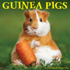  CAL 25 GUINEA PIGS 2025 WALL – WALL naptár, kalendárium