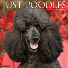 CAL 25 POODLES 2025 WALL – WALL naptár, kalendárium